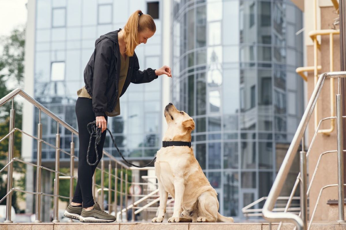 how to start a dog walking business